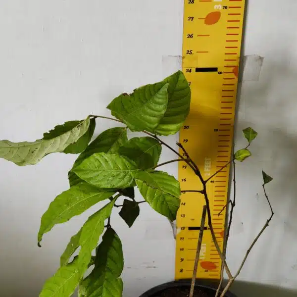 Rambutan (N18) Grafted Live Fruit Plant - Image 5