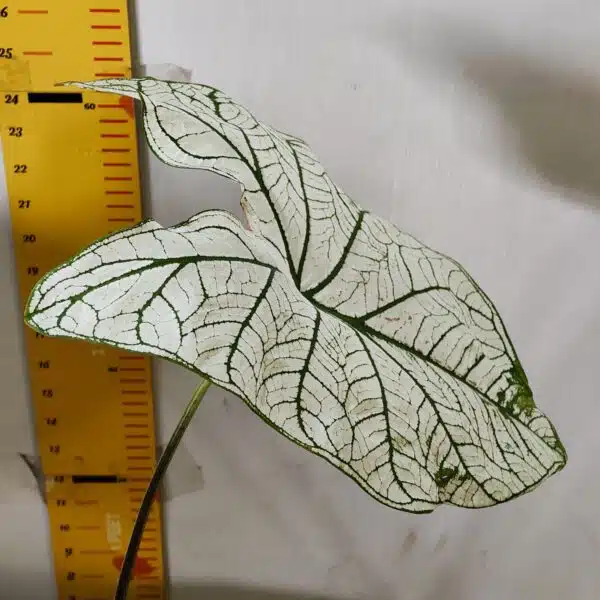 Caladium "Candidum" (Allure) - Image 7
