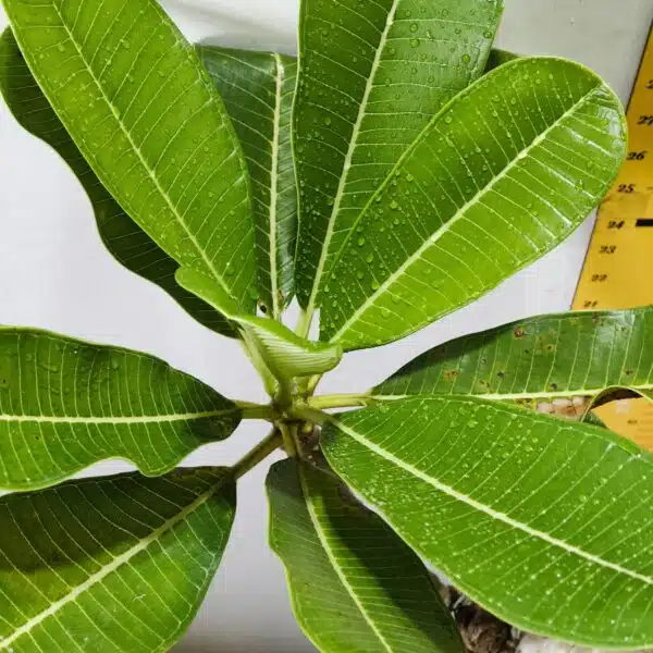 Plumeria White Yellow - Image 11