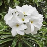Evergreen Plumeria Pudica (White Frangipani)
