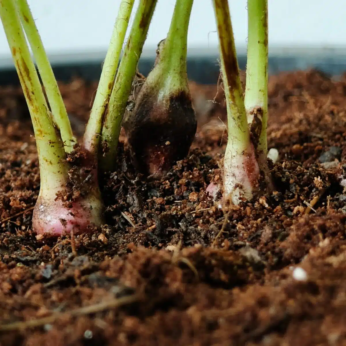 Astilbe (White) Flowering Plant - Image 13