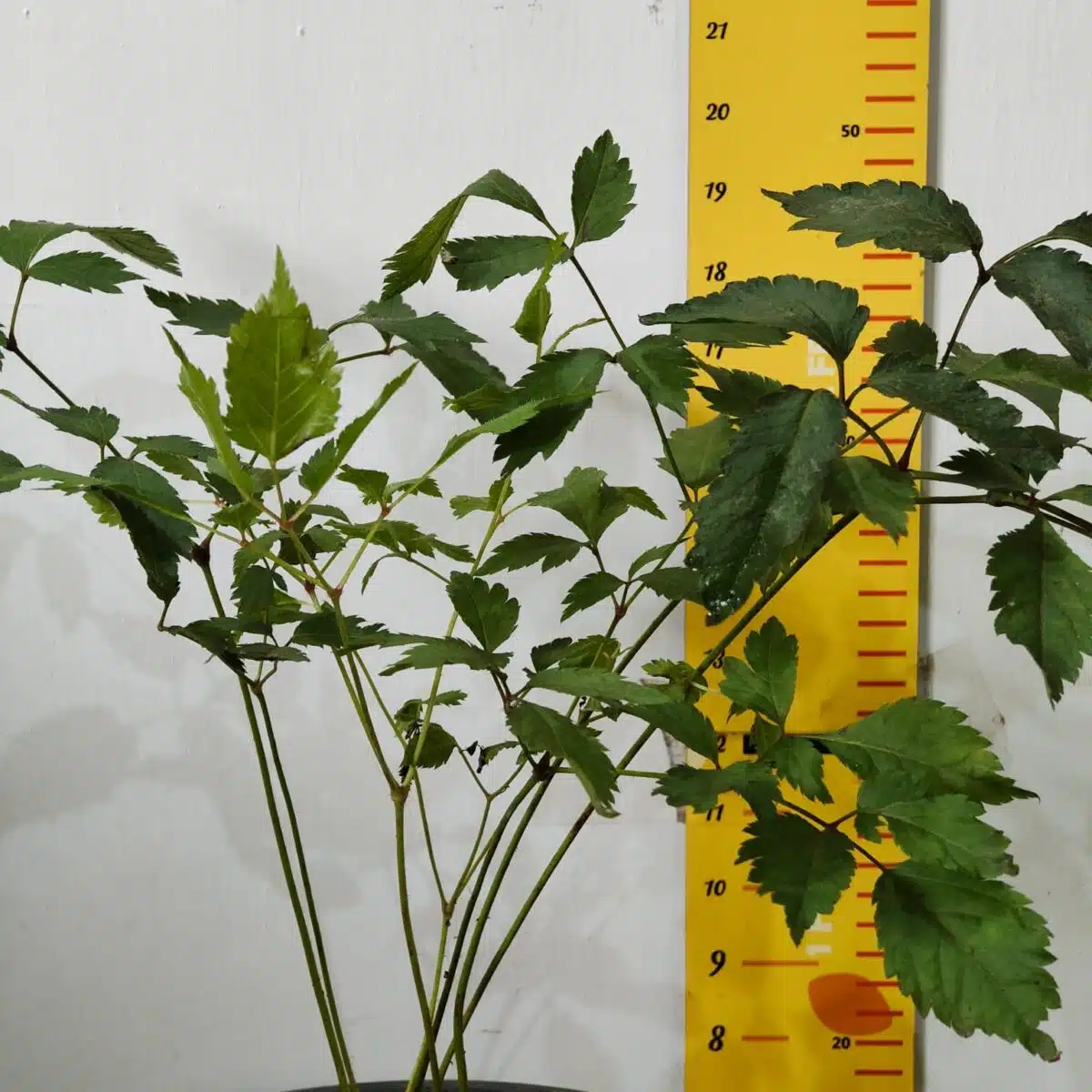 Astilbe (White) Flowering Plant - Image 4