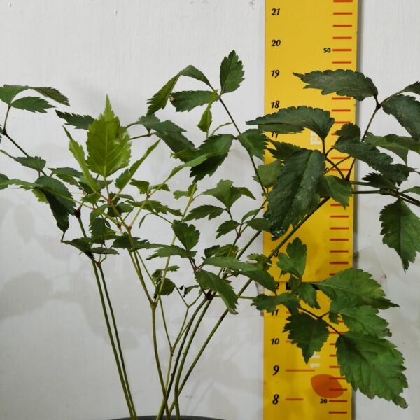 Astilbe (White) Flowering Plant - Image 4