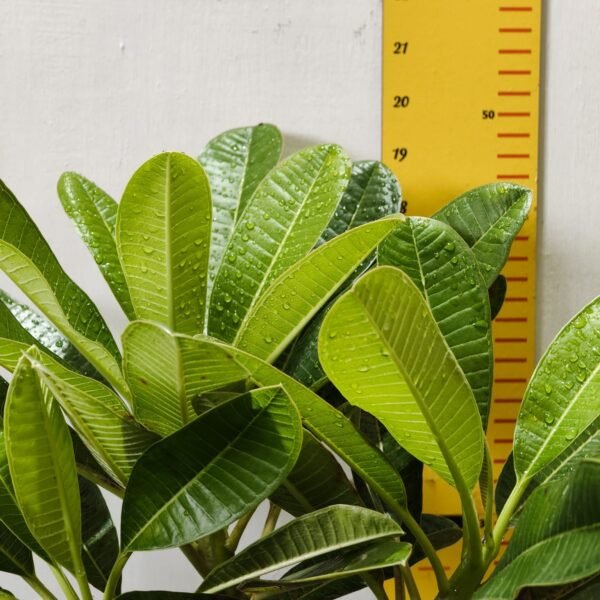 Evergreen Plumeria Pudica (White Frangipani) - Image 8