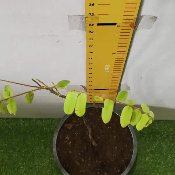 Cassia Javanica (pink shower, apple blossom, rainbow shower and Palawan cherry) Tree - Image 14