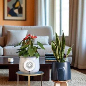 Air purifying indoor plants