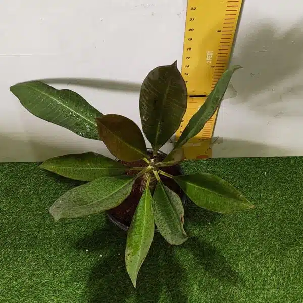 Red Plumeria/Frangipani flower/champa Plant - Image 11