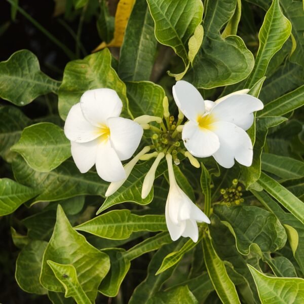 Plumeria/Frangipani (White ) - Image 5