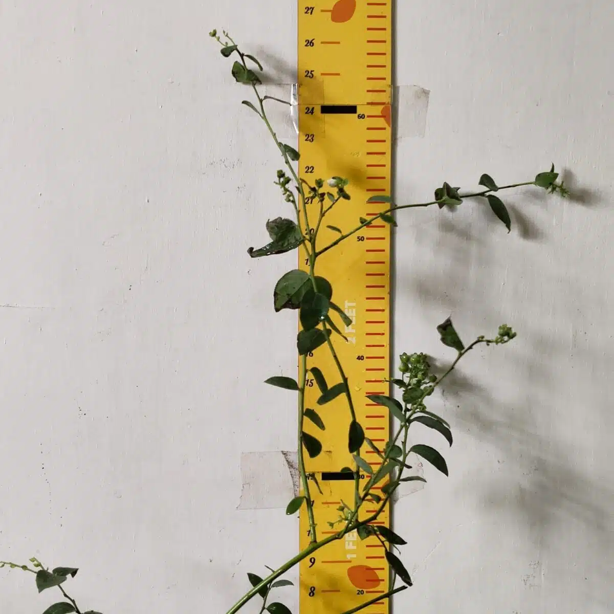 Blueberry Plant (Berryland Blue No.1) - Image 15