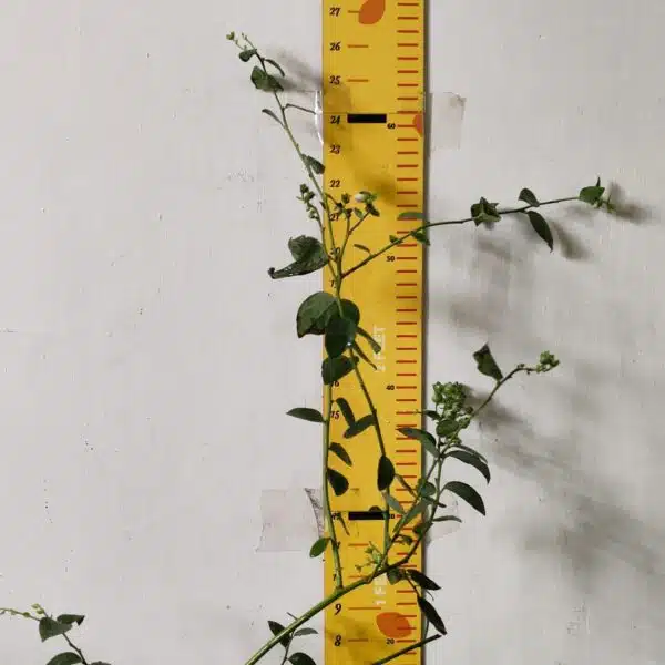 Blueberry Plant (Berryland Blue No.1) - Image 15