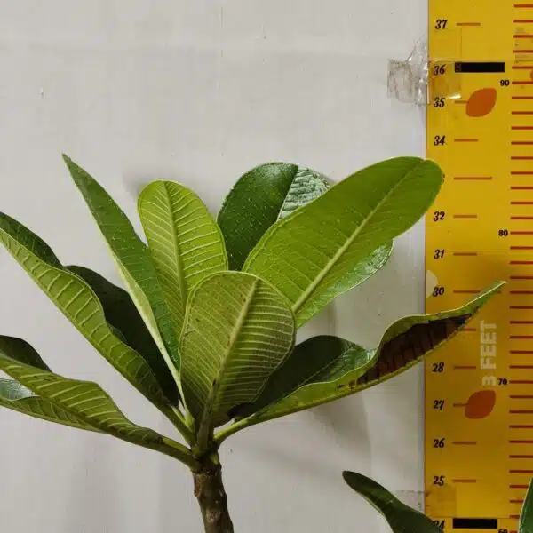 Plumeria White Yellow - Image 5