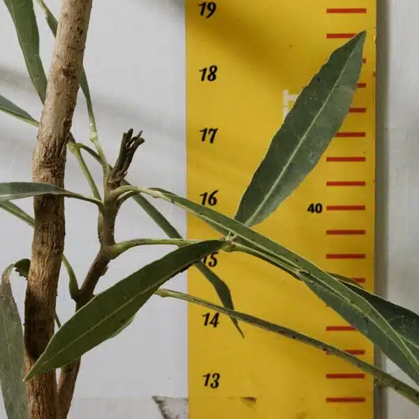 Tabebuia aurea (Tabebuia Argentea) Silver Golden Bell Trumpet tree - Image 6