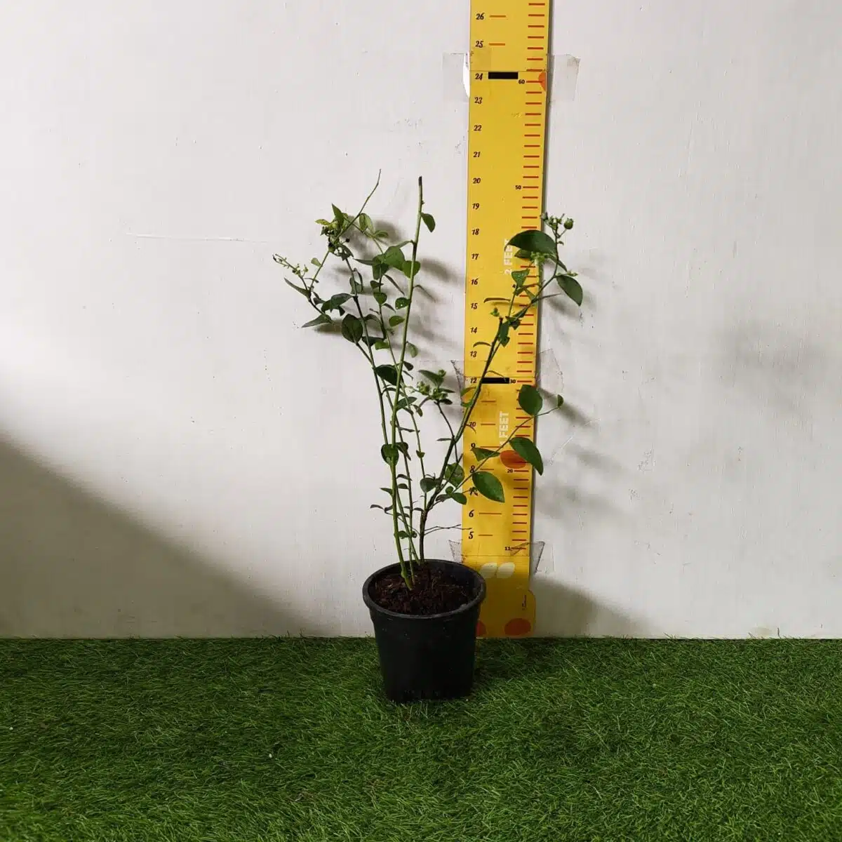 Blueberry Plant (Berryland Blue No.1) - Image 2