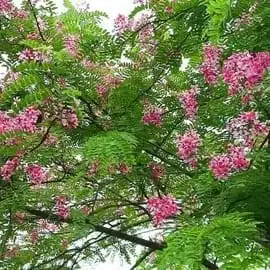 Cassia Javanica (pink shower, apple blossom, rainbow shower and Palawan cherry) Tree - Image 12