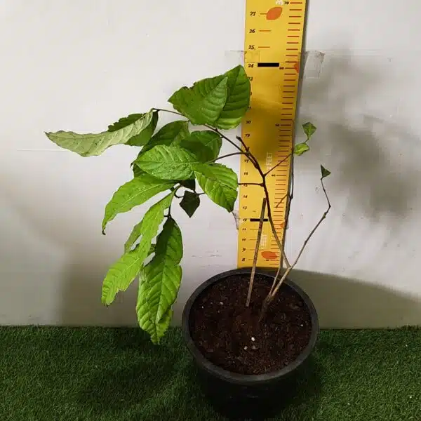 Rambutan (N18) Grafted Live Fruit Plant - Image 10