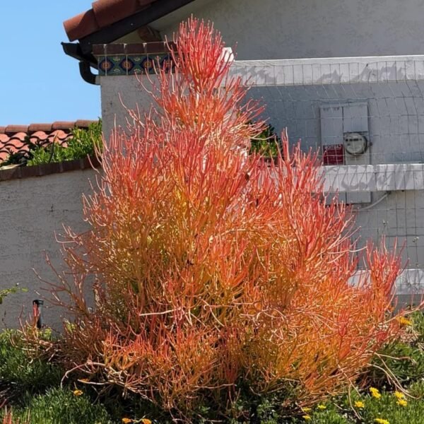 Euphorbia Tirucalli/ Fire Stick (Sticks on Fire/Red Pencil Cactus) Plant - Image 9
