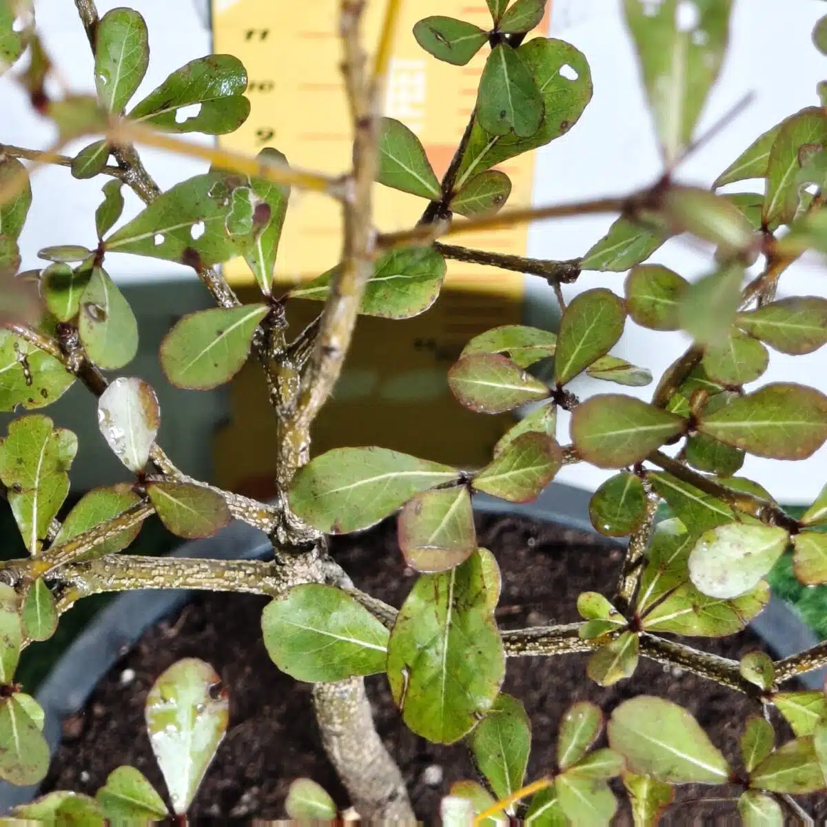 Terminalia Mantaly - Image 12