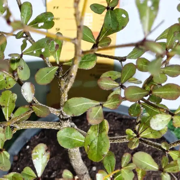 Terminalia Mantaly - Image 12