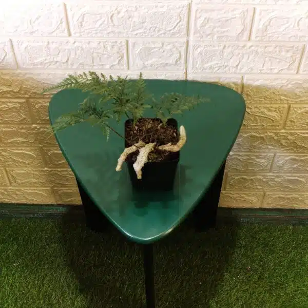 Rabbit's Foot Fern (Davallia fejeensis) - Image 6