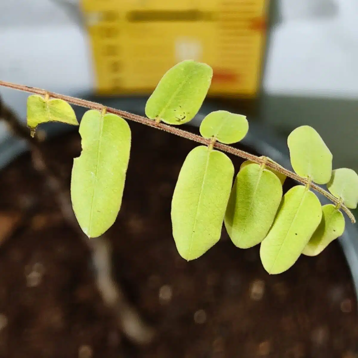 Cassia Javanica (pink shower, apple blossom, rainbow shower and Palawan cherry) Tree - Image 16