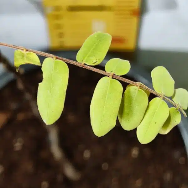 Cassia Javanica (pink shower, apple blossom, rainbow shower and Palawan cherry) Tree - Image 16