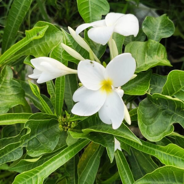 Plumeria/Frangipani (White ) - Image 6
