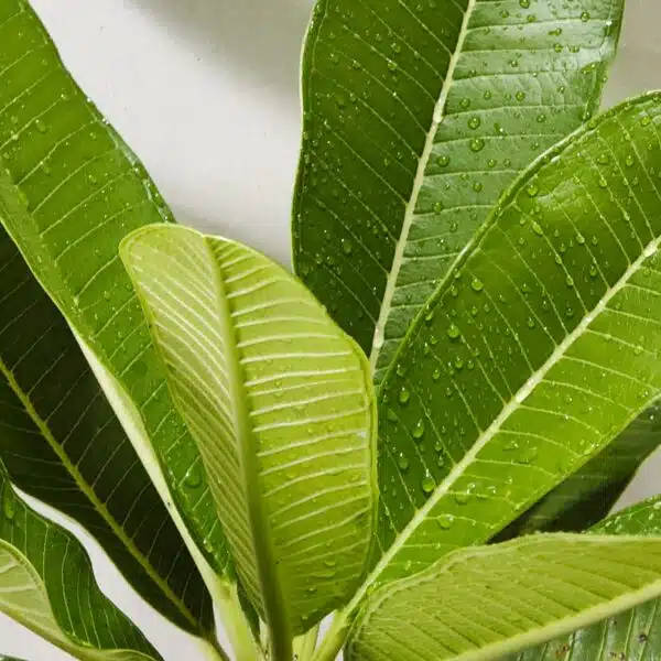 Plumeria White Yellow - Image 13