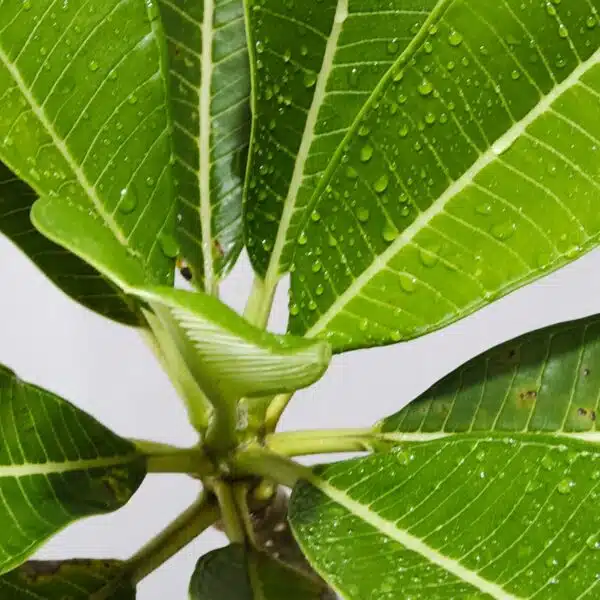 Plumeria White Yellow - Image 12