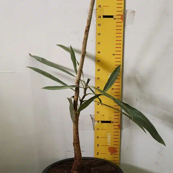 Tabebuia aurea (Tabebuia Argentea) Silver Golden Bell Trumpet tree - Image 3