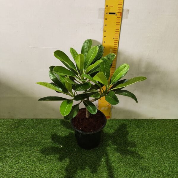 Evergreen Plumeria Pudica (White Frangipani) - Image 3