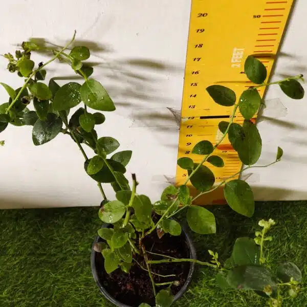 Blueberry Plant (Berryland Blue No.1) - Image 7