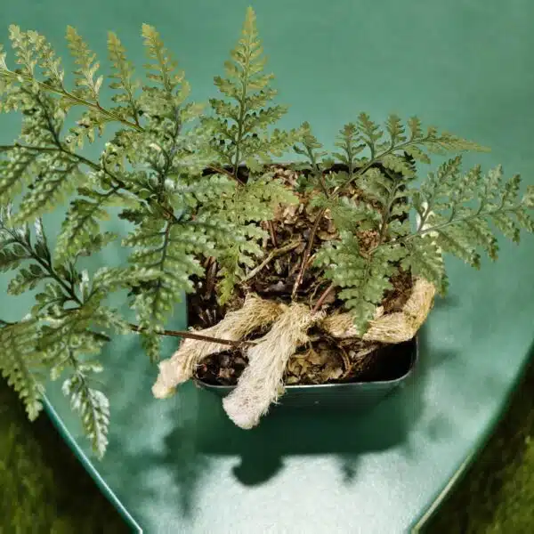 Rabbit's Foot Fern (Davallia fejeensis) - Image 15