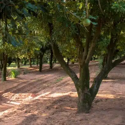 Macadamia Nut Tree Live Plant - Image 10