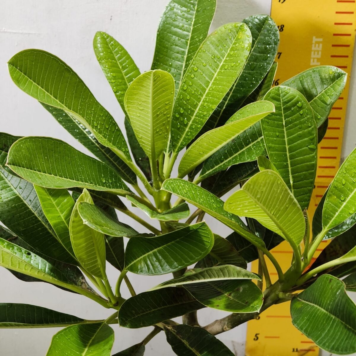 Evergreen Plumeria Pudica (White Frangipani) - Image 7