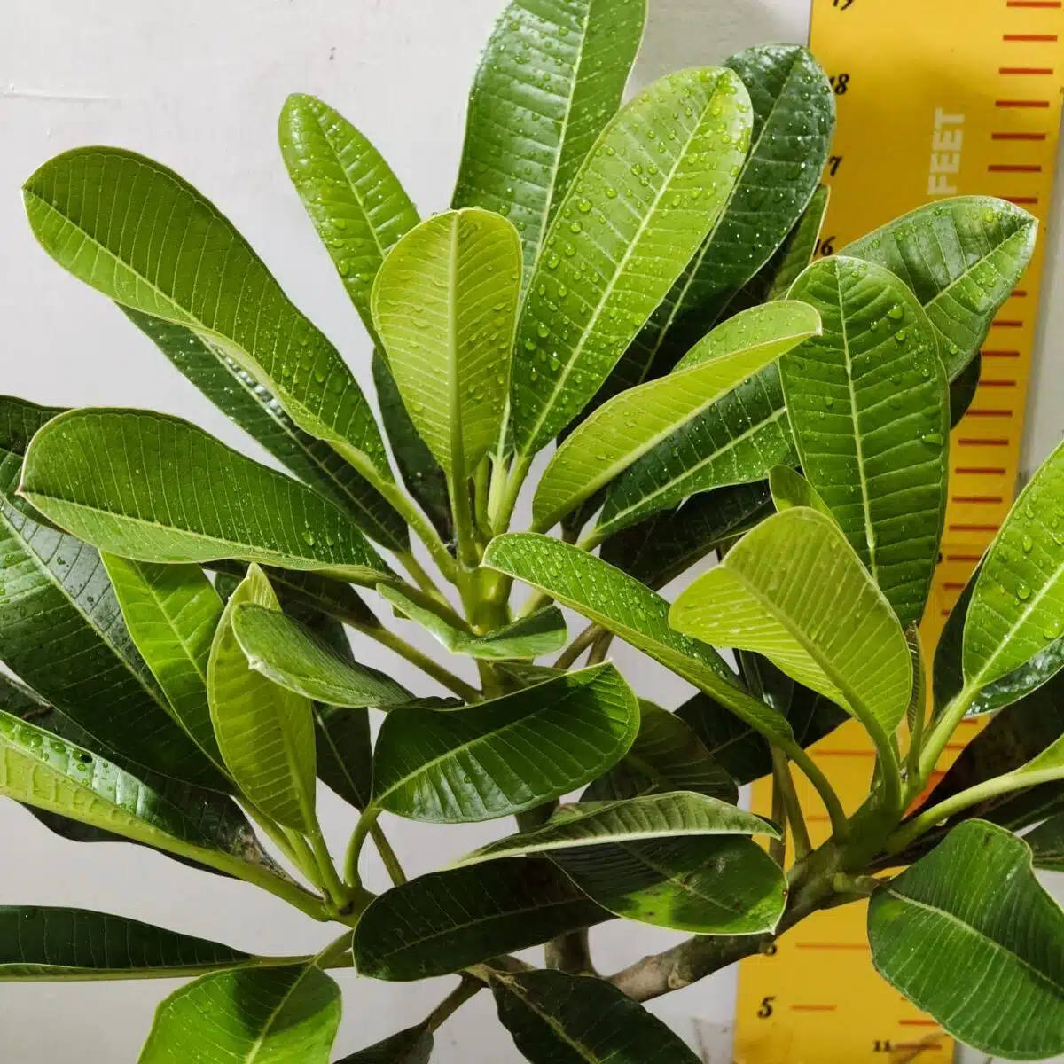 Plumeria/Frangipani (White ) - Image 7