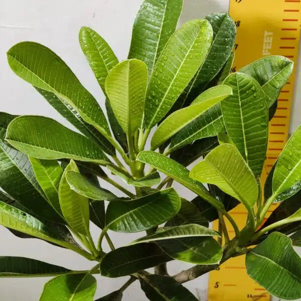 Plumeria/Frangipani (White ) - Image 7