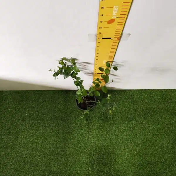 Blueberry Plant (Berryland Blue No.1) - Image 21