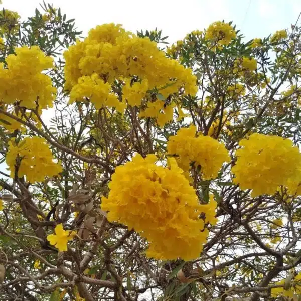 Tabebuia aurea (Tabebuia Argentea) Silver Golden Bell Trumpet tree - Image 15