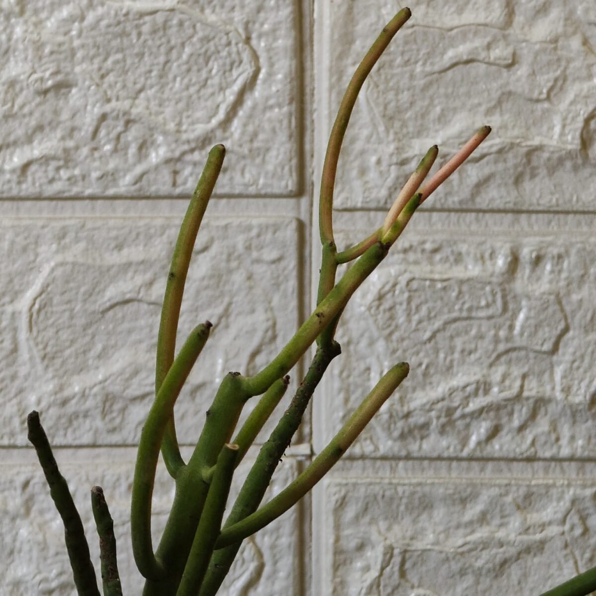 Euphorbia Tirucalli/ Fire Stick (Sticks on Fire/Red Pencil Cactus) Plant - Image 30