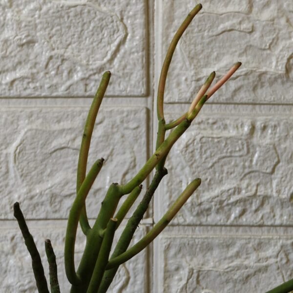 Euphorbia Tirucalli/ Fire Stick (Sticks on Fire/Red Pencil Cactus) Plant - Image 30