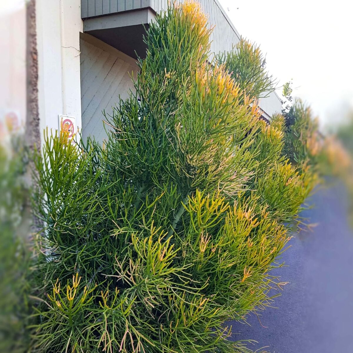 Euphorbia Tirucalli/ Fire Stick (Sticks on Fire/Red Pencil Cactus) Plant - Image 13