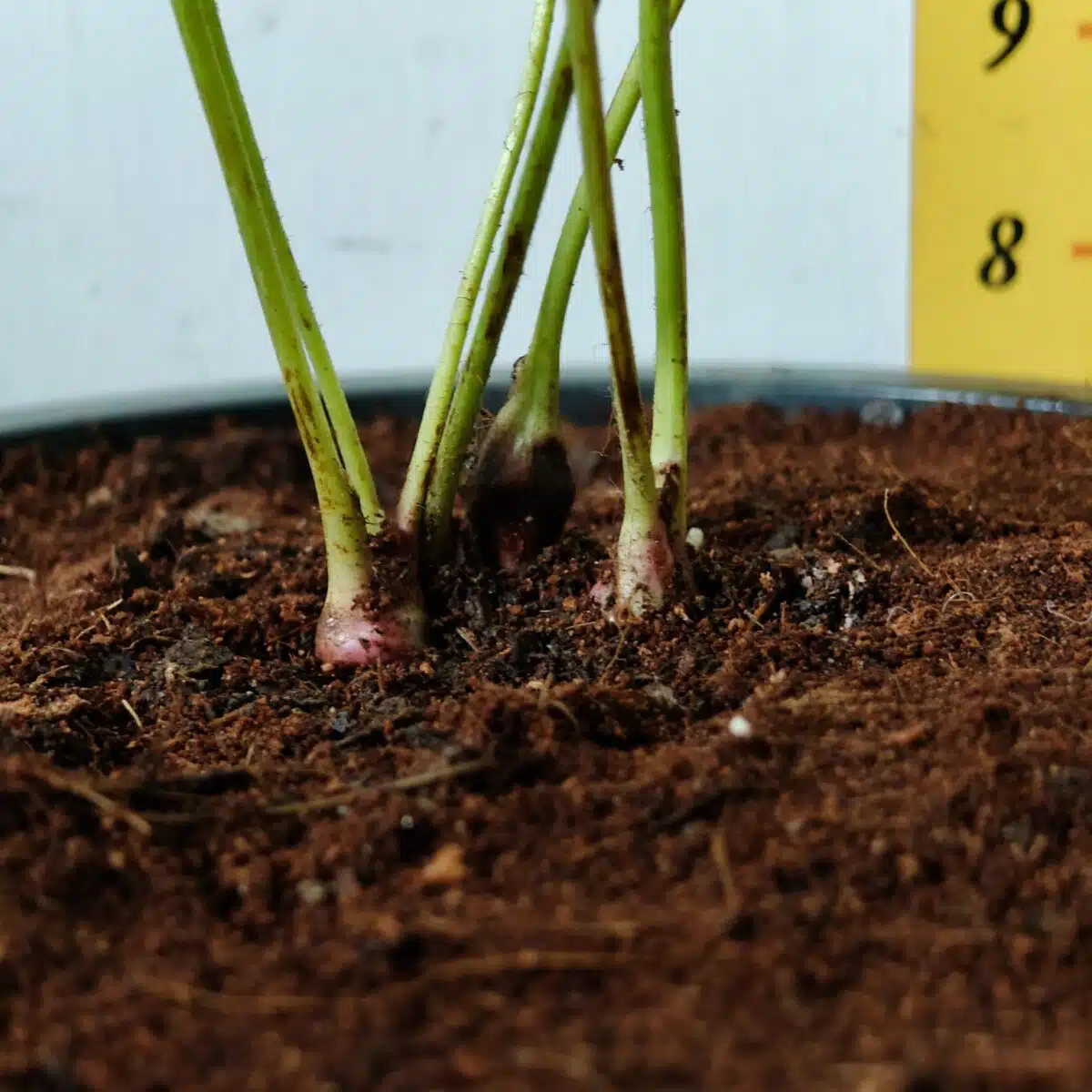 Astilbe (White) Flowering Plant - Image 12