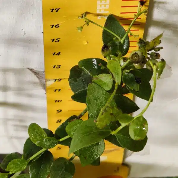 Blueberry Plant (Berryland Blue No.1) - Image 23