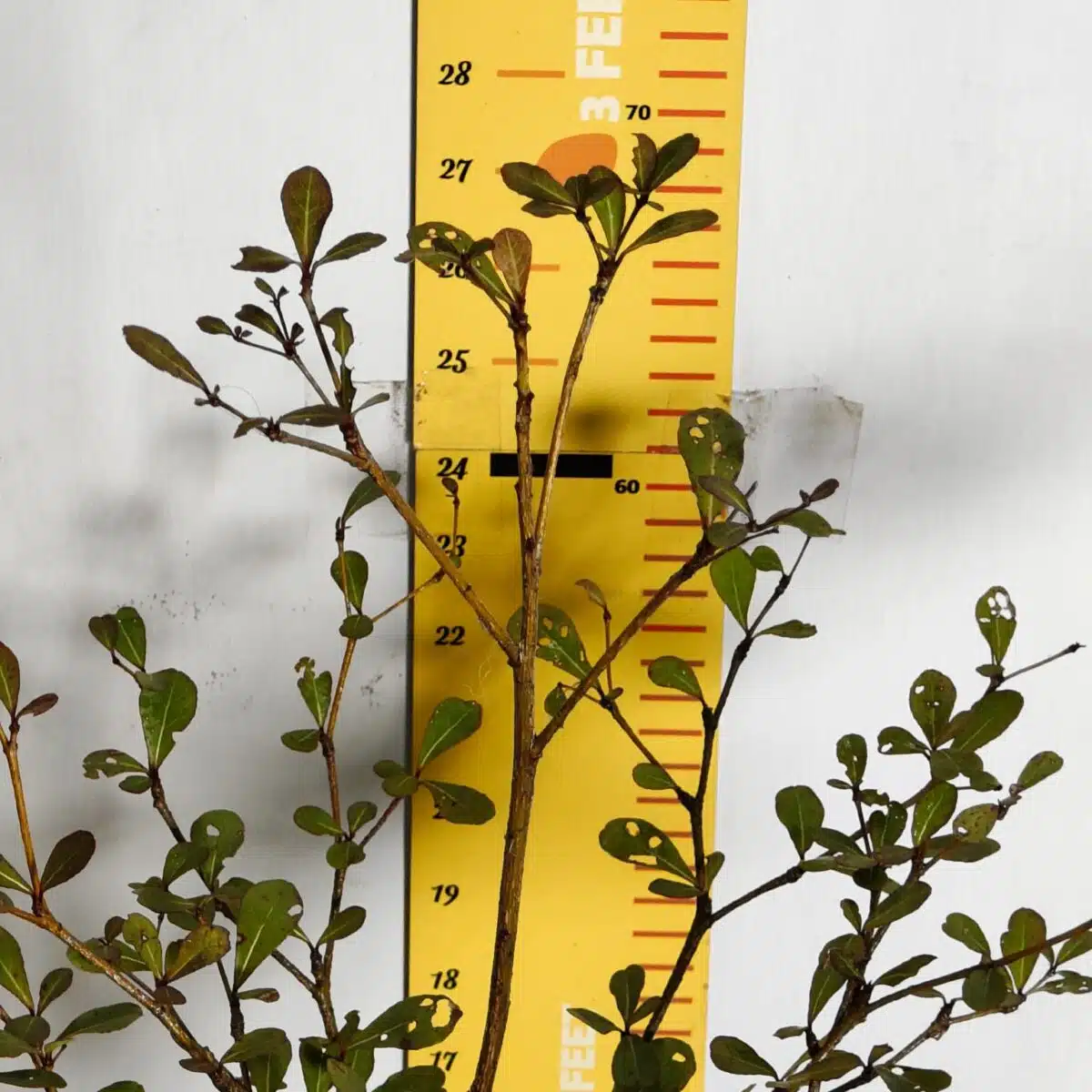 Terminalia Mantaly - Image 5