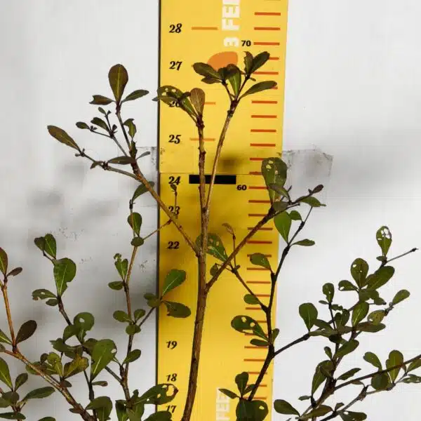 Terminalia Mantaly - Image 5