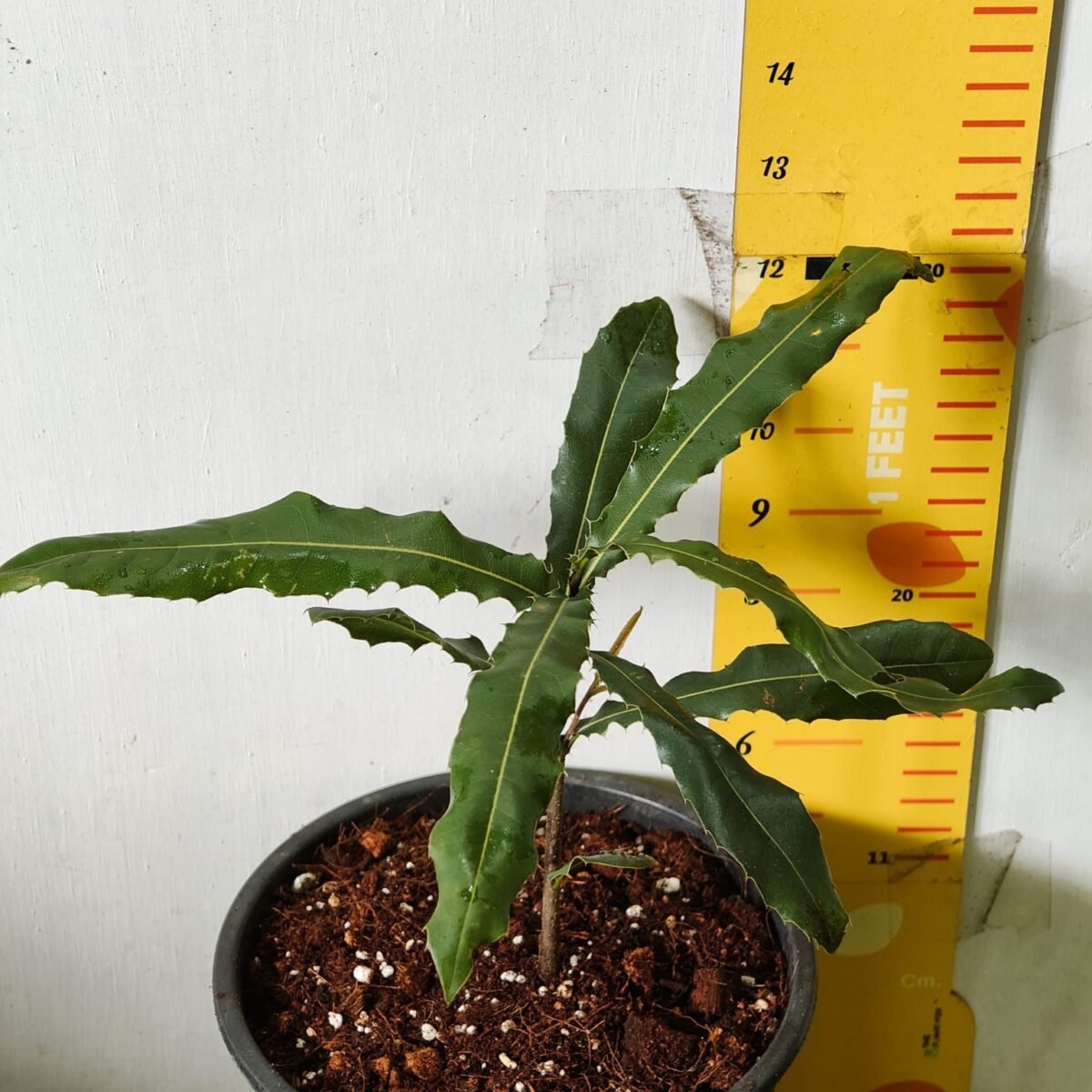Macadamia Nut Tree Live Plant - Image 8