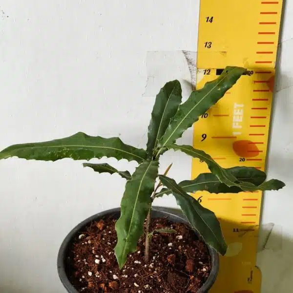 Macadamia Nut Tree Live Plant - Image 8