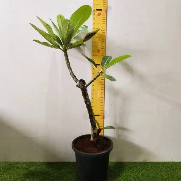 Plumeria White Yellow - Image 2