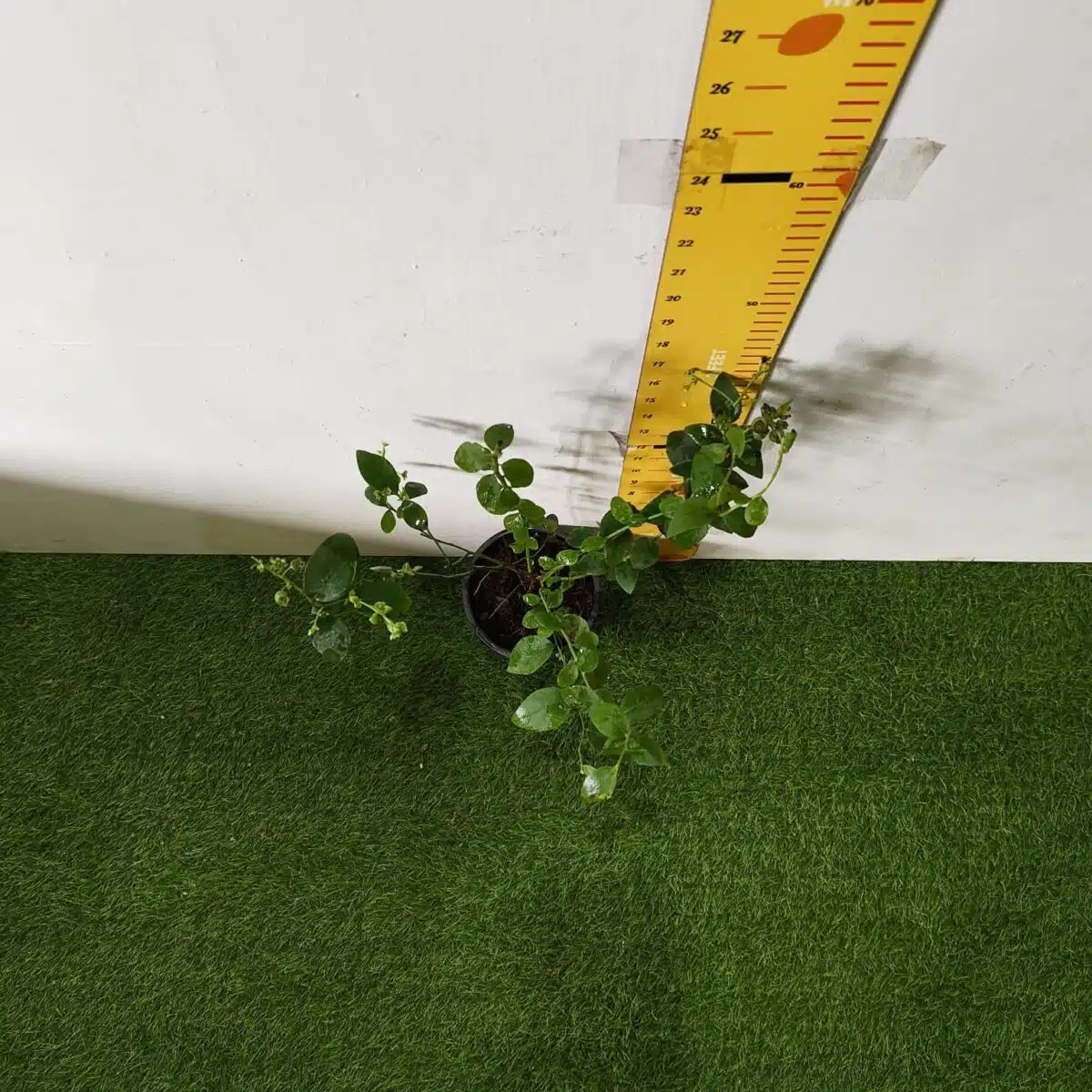 Blueberry Plant (Berryland Blue No.1) - Image 5