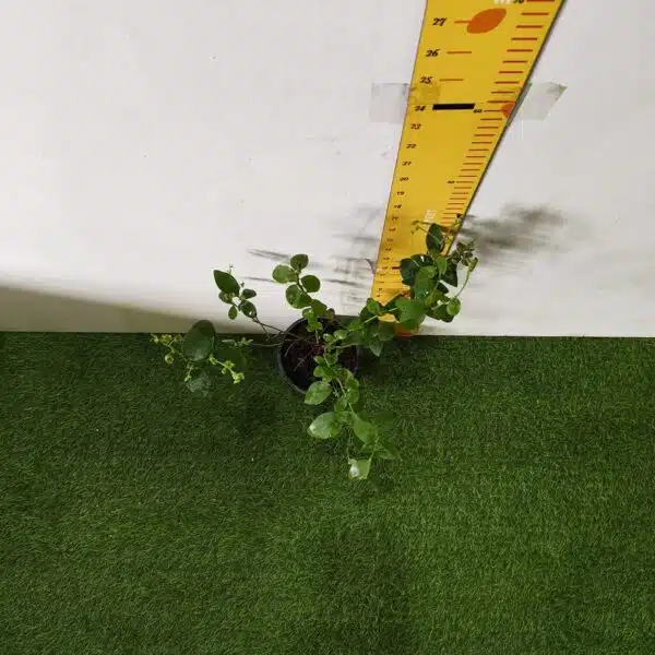 Blueberry Plant (Berryland Blue No.1) - Image 5